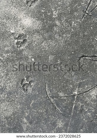 a photography of a bird and a bird track in the snow, there are many tracks of birds in the snow on the ground.