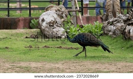 a photography of a peacock walking across a field of grass, there is a peacock walking on the grass in front of a fence.