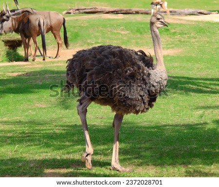 a photography of an ostrich and other animals in a field, there is a large ostrich standing in the grass with other animals.
