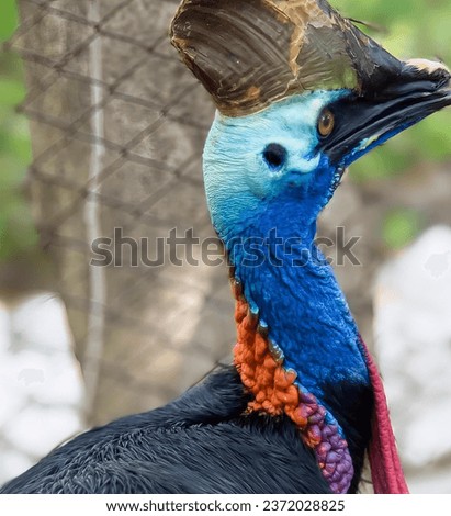 a photography of a bird with a colorful head and neck, there is a bird with a colorful head and a long neck.