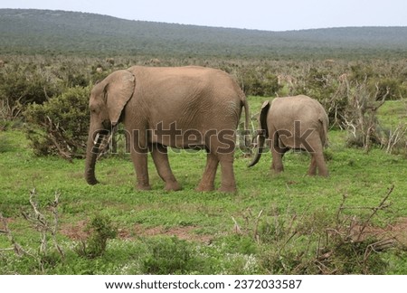 elephants and family members with tusks
