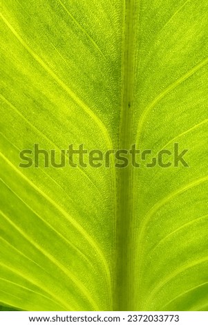 Leaf Close Up Picture. Plant leaf macro. Plant leaf texture macro Close-up.