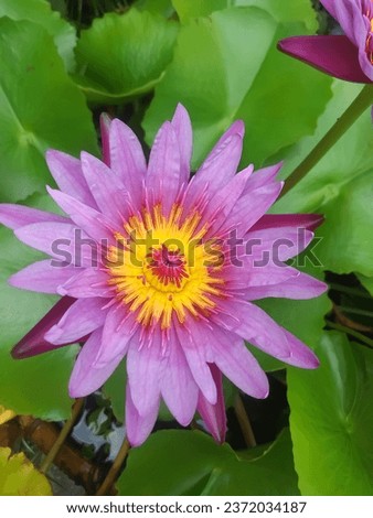 A picture of a pink-purple lotus blooming in bloom. A close-up photo showing the yellow petals and stamens clearly.