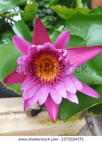 A picture of a pink-purple lotus blooming in bloom. A close-up photo showing the yellow petals and stamens clearly.