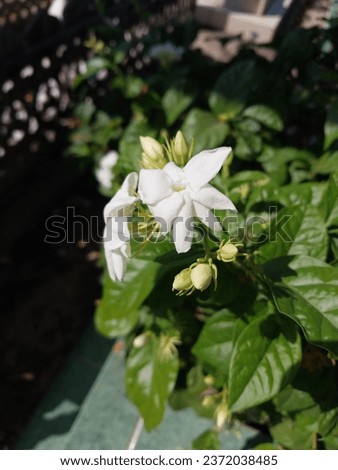 October 2023, jasmine flowers look so beautiful during the day.