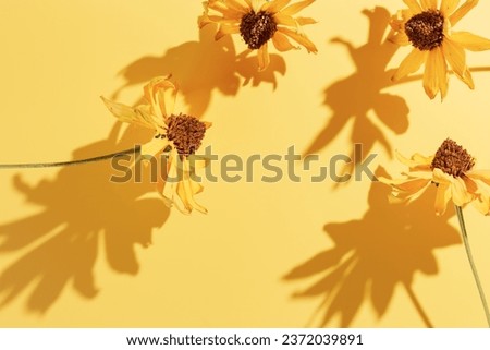 Floral Autumn composition dried flowers Cosmos at sunlight, yellow botanical background. Autumn, fall concept, season nature still life, dry blooming flowers casting shadows, minimal flat lay pattern