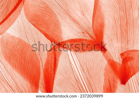 Nature pattern of dry petals, transparent leaves with natural texture as natural background or wallpaper. Macro texture, skeleton flower petal. Monochrome red color aesthetic beauty of nature