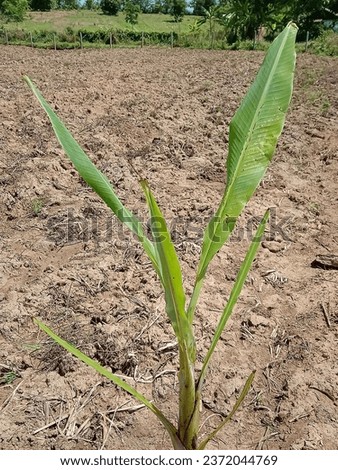 Picture of a banana tree in the garden that was recently planted.