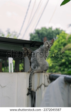 Cat and her kitten are sitting outdoor on a wall.
