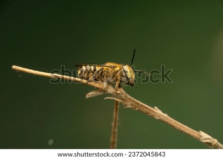 photo of a bee hanging on a branch green dark background