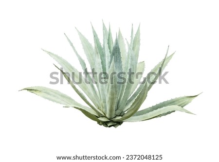 Agave plant isolated on white background.This has clipping path.	
