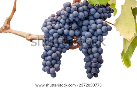 Bunch of Pinot Gris grape  berries, on white background.
