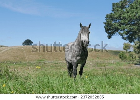 Horse in rural New Zealand