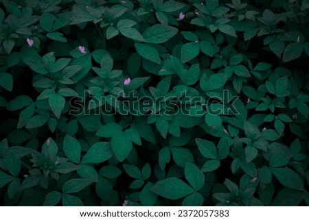 Dark Background of Green Grass With Small Purple Flowers.