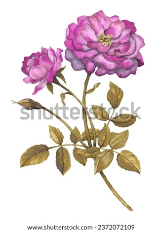 Botanical watercolor illustration. pink rose flower