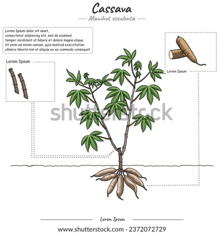 Parts of Cassava plant or tree template. Cassava Tree structure diagram. Cassava Tree education and parts. Fruit education study. Can be used for topics like biology or education poster. Royalty-Free Stock Photo #2372072729