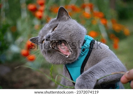 portrait of grey british cat trying eat some grass