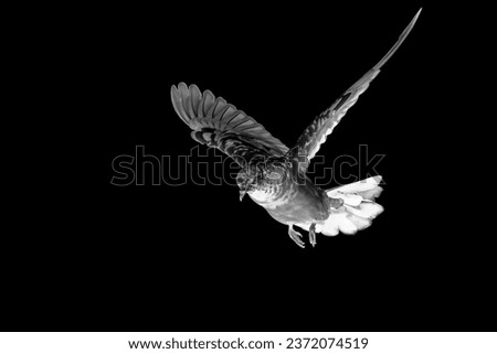 Abstract picture of rock pigeon flying in the air isolated on black background. Action scene of rock pigeon spreads its wings.