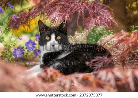 Cute cat, tuxedo pattern black and white bicolor, European Shorthair, resting under a Japanese Maple in a flowery garden and looking curiously Royalty-Free Stock Photo #2372075877