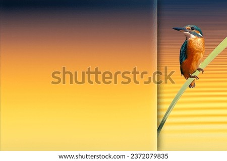 Colorful bird Kingfisher. Photo with a frosted glass effect applied to one side. presentation, card, poster etc. ready-to-use image. Colorful nature background.