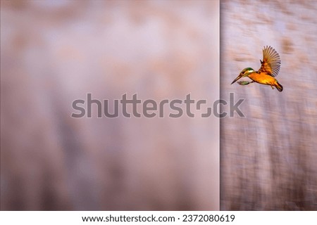 Flying Kinfisher. Photo with a frosted glass effect applied to one side. presentation, card, poster etc. ready-to-use image. Nature background. 