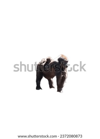 This picture is of a mother monkey  and baby on her back with white background.