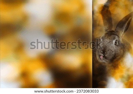 Rabbit sticking out tongue. Colorful nature background. Photo with a frosted glass effect applied to one side. presentation, card, poster etc. ready-to-use image.
