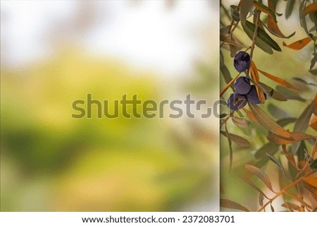 Olive tree image. Green nature background. Photo with a frosted glass effect applied to one side. presentation, card, poster etc. ready-to-use image.