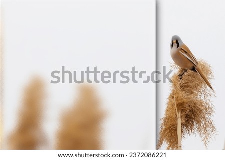 Bearded Reedling. (Panurus biarmicus). Photo with a frosted glass effect applied to one side. presentation, card, poster etc. ready-to-use image.