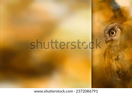 Owl. Photo with a frosted glass effect applied to one side. presentation, card, poster etc. ready-to-use image. Scops owl. Bokeh nature background.