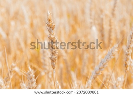 New crop of wheat. Ears of wheat in the sun. Field before harvest.