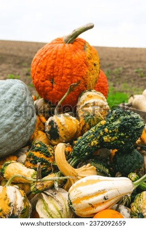 Different pumpkins in a wooden box