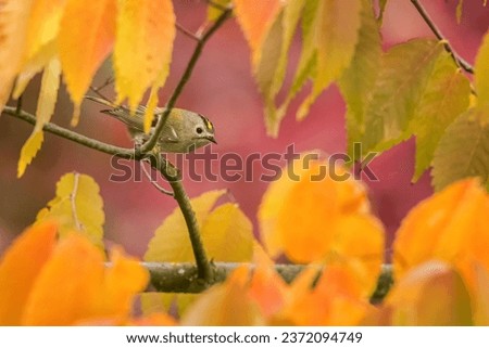 Autumn photo of Goldcrest (Regulus regulus) who is one of the smallest birds on the planet and which I photographed during fall season with colorful background