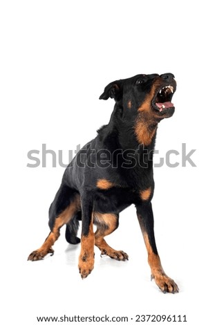 sheepdog from Beauce in front of white background