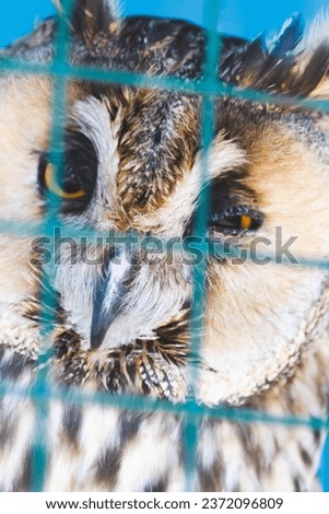 Owls in a cage at the zoo. Owl outdoors. A cute owl sits on a branch. Zoo with a collection of different species of owls and birds. A cute bird enjoying the first days of spring.