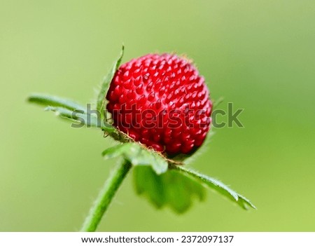 Strawberry look-a-like (Potentilla indica) seen in fall.  Royalty-Free Stock Photo #2372097137
