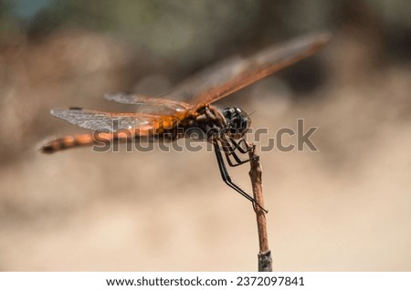 A dragonfly lands on a small branch of grass. Dragonfly can symbolize beauty, subtle aspects of nature, delicacy along with naivety. Royalty-Free Stock Photo #2372097841