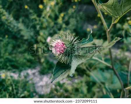 Pinkish purple flower, probably Arctium Lappaceum aka Burdock. As if it symbolizes naturalness, wildness, a naivety that does not contradict this. Royalty-Free Stock Photo #2372099111