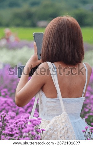 A beautiful female tourist is having fun in a flower garden that is blooming in the winter of Chiang Mai province and female tourists also like to take photos inside the beautiful flower garden.