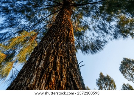 Forest Tree, Low angle view of nature wood , blue sky backgrounds.