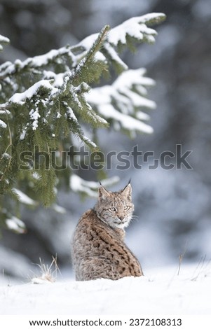 The Eurasian lynx (Lynx lynx) walks in a snow winter landscape near spruce forest in the morning sunrise.  Portrait of a wild cat in the nature habitat. Royalty-Free Stock Photo #2372108313