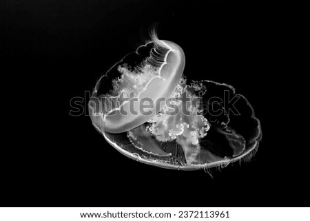 transparent jelly fish in the deap blue sea