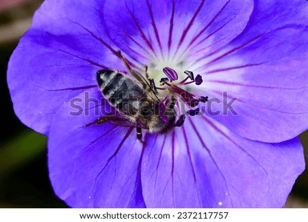 Honeybee (Apis mellifera) is sucking nectar from a purple flower. 
