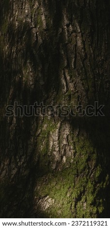 Real oak texture with moss and shadows Royalty-Free Stock Photo #2372119321