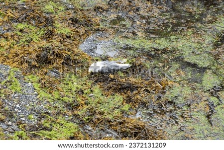 Dead seabird on the coast between seaweed. Pollution in the fjord has killed a seagull. Water pollution killing nature all around the world. Royalty-Free Stock Photo #2372131209