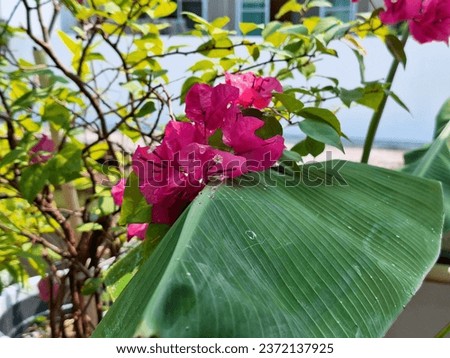 Focus on the deep pink flowers of bougainvillea in the garden.