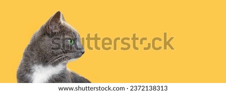 Cat Portrait. Muzzle Close-Up. Graceful Gray Cat with Big Green Eyes Isolated on Studio Yellow Background. Funny Cat. Emotional Grey Feline. Fluffy Kitten. Horizontal Banner, Space for Text. Copyspace