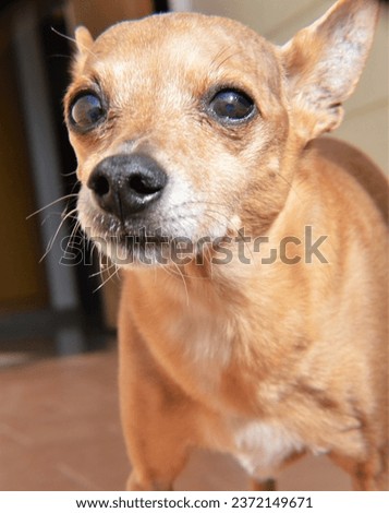 Photo of Older German Miniature Pinscher Adult Dog Royalty-Free Stock Photo #2372149671