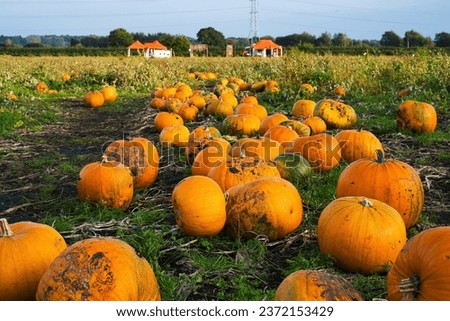Pumpkin patch during harvesting time on October, taken on Dunham, Greater Manchester Royalty-Free Stock Photo #2372153429