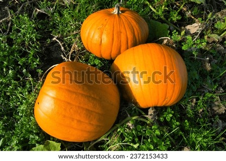 Pumpkin patch during harvesting time on October, taken on Dunham, Greater Manchester Royalty-Free Stock Photo #2372153433